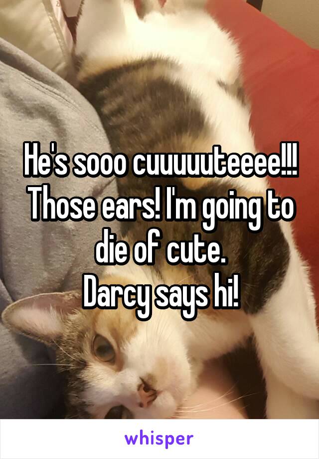 He's sooo cuuuuuteeee!!! Those ears! I'm going to die of cute.
Darcy says hi!