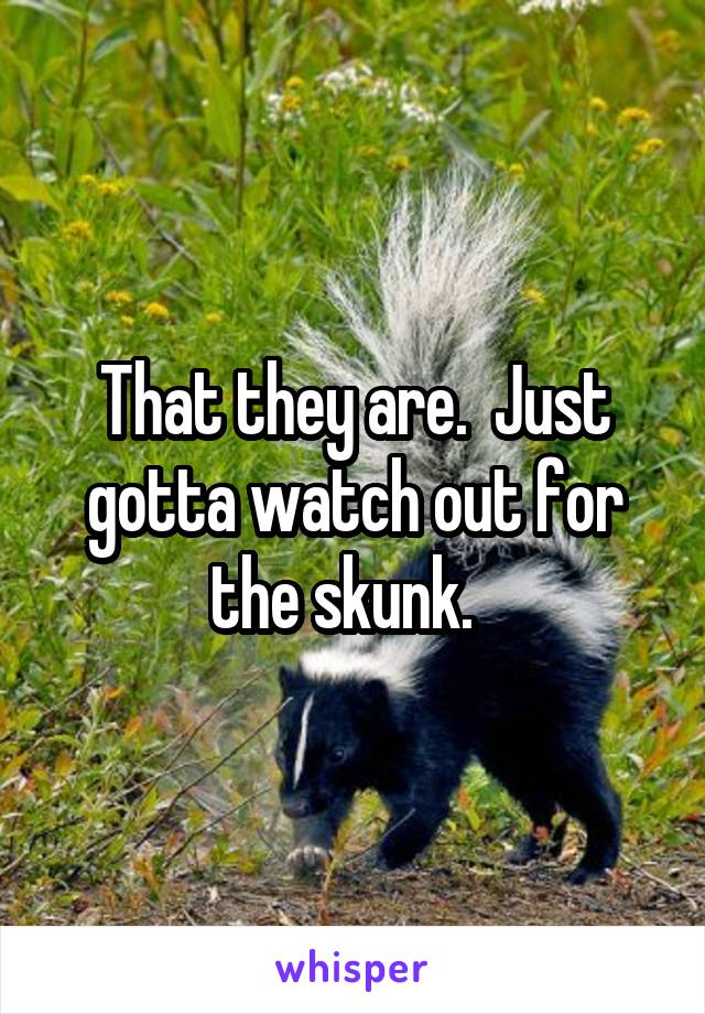 That they are.  Just gotta watch out for the skunk.  