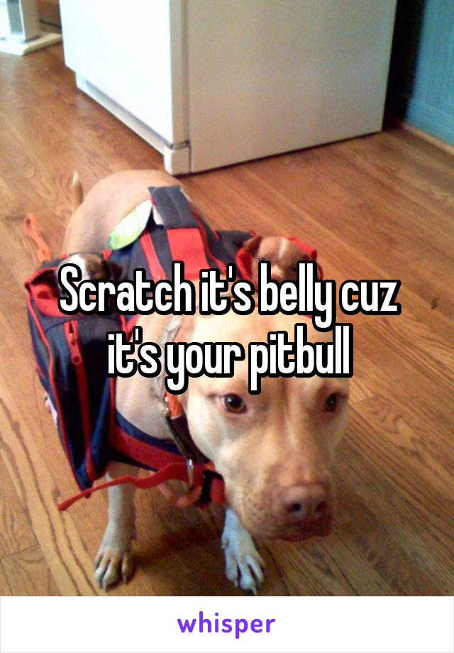 Scratch it's belly cuz it's your pitbull