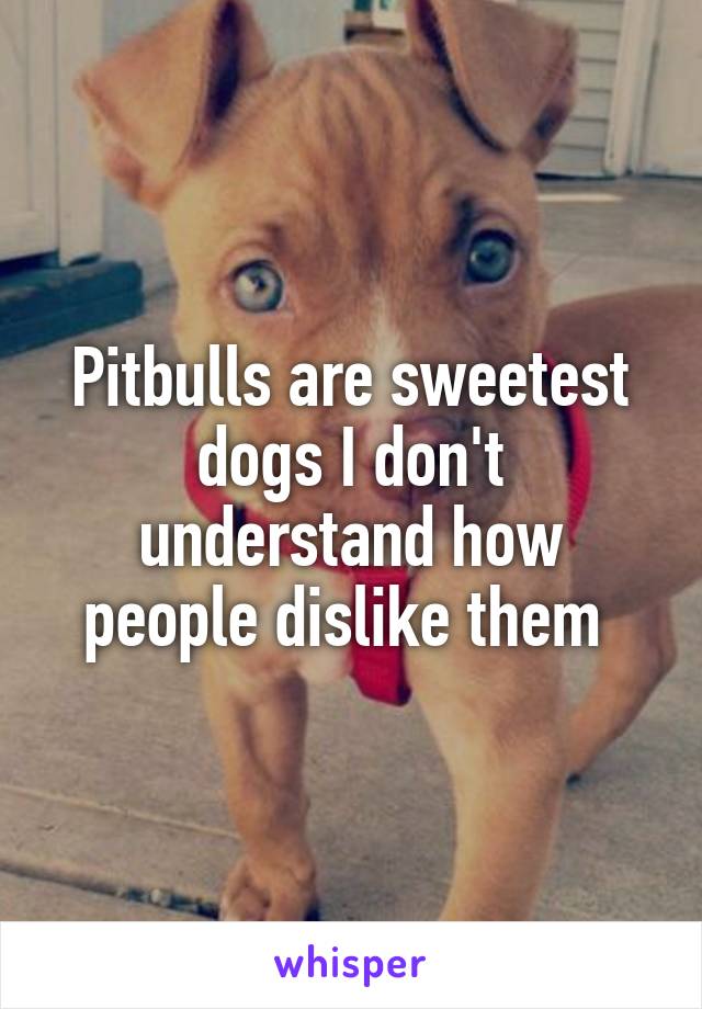 Pitbulls are sweetest dogs I don't understand how people dislike them 