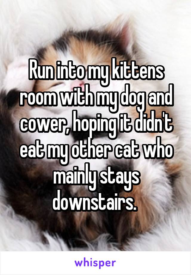Run into my kittens room with my dog and cower, hoping it didn't eat my other cat who mainly stays downstairs. 