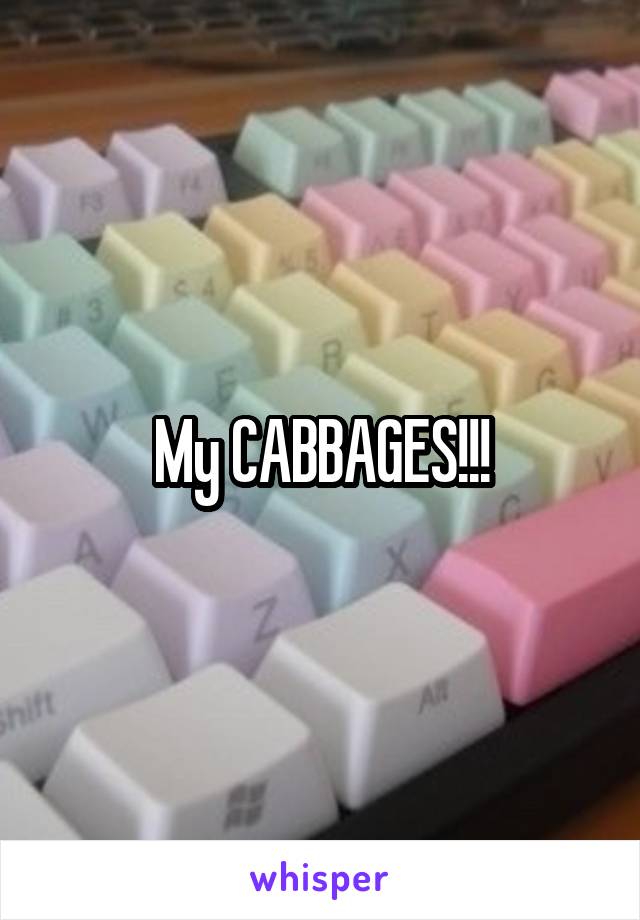 My CABBAGES!!!
