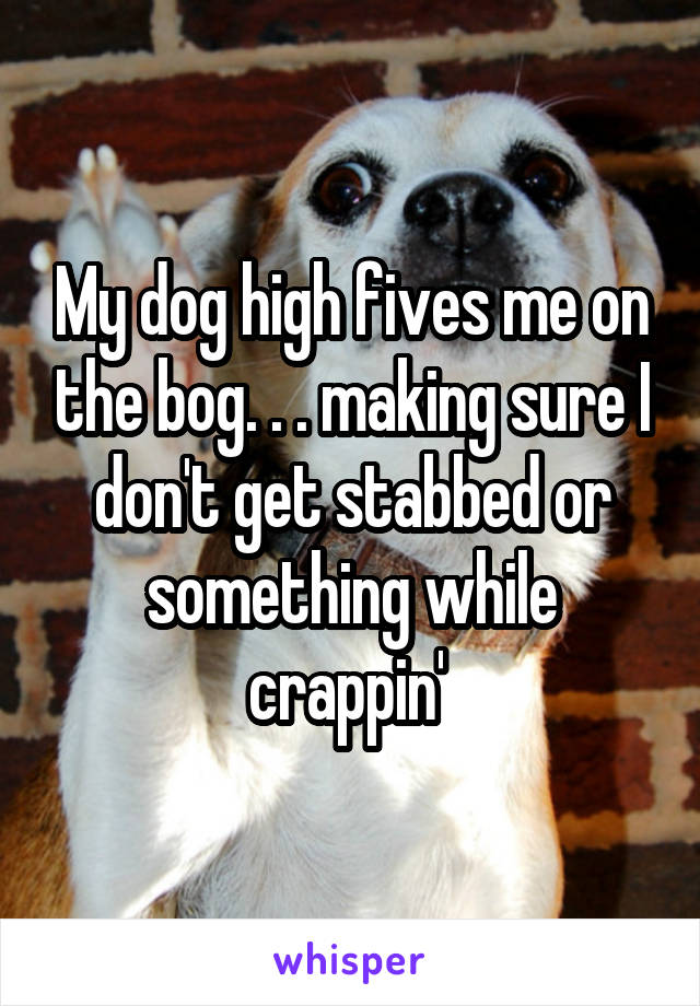 My dog high fives me on the bog. . . making sure I don't get stabbed or something while crappin' 