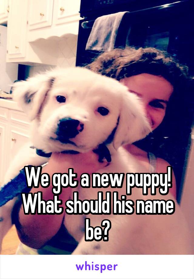 




We got a new puppy! What should his name be?