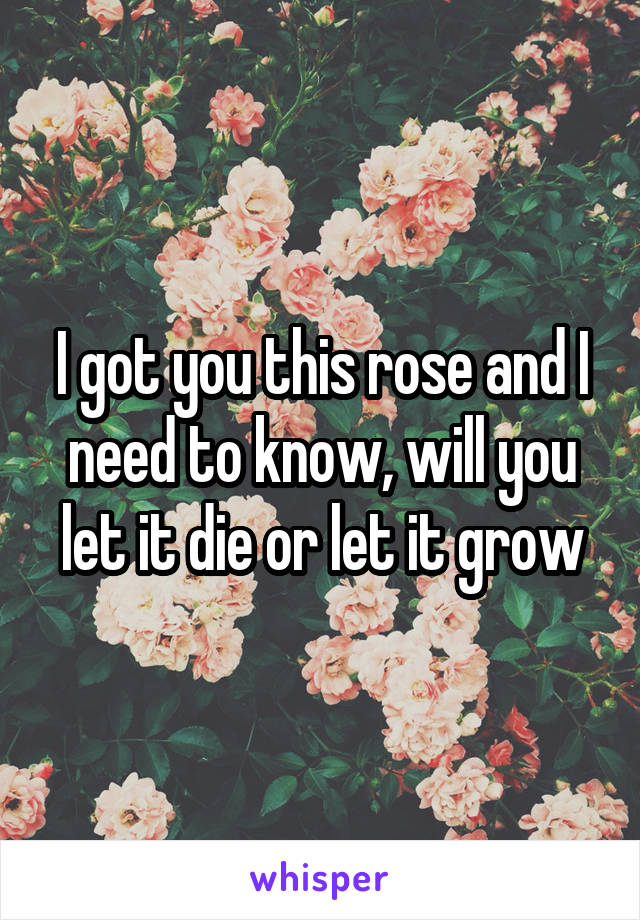 I got you this rose and I need to know, will you let it die or let it grow