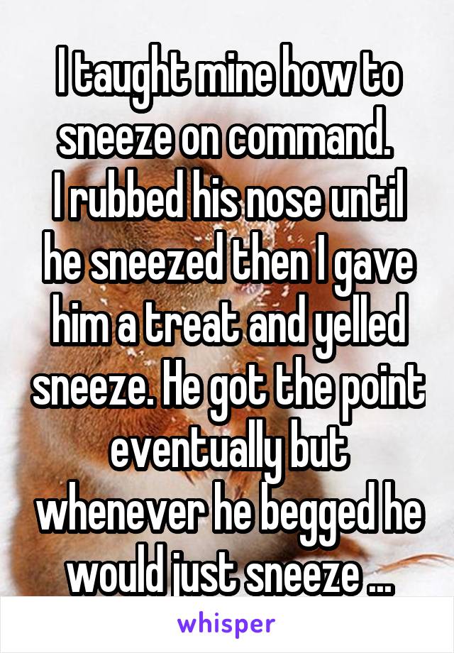 I taught mine how to sneeze on command. 
I rubbed his nose until he sneezed then I gave him a treat and yelled sneeze. He got the point eventually but whenever he begged he would just sneeze ...
