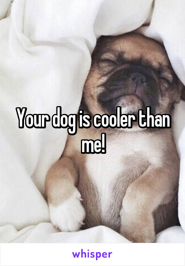 Your dog is cooler than me!