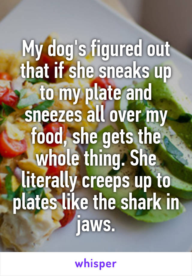My dog's figured out that if she sneaks up to my plate and sneezes all over my food, she gets the whole thing. She literally creeps up to plates like the shark in jaws.