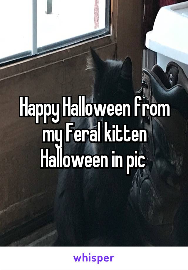 Happy Halloween from my Feral kitten Halloween in pic 