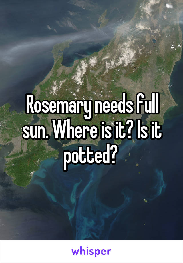 Rosemary needs full sun. Where is it? Is it potted? 