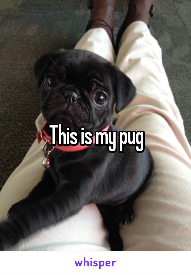 This is my pug