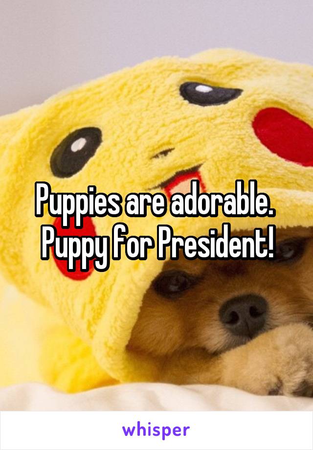 Puppies are adorable.  Puppy for President!