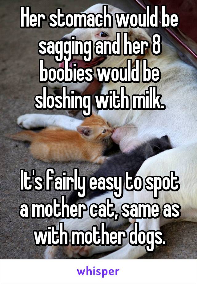 Her stomach would be sagging and her 8 boobies would be sloshing with milk.


It's fairly easy to spot a mother cat, same as with mother dogs.
