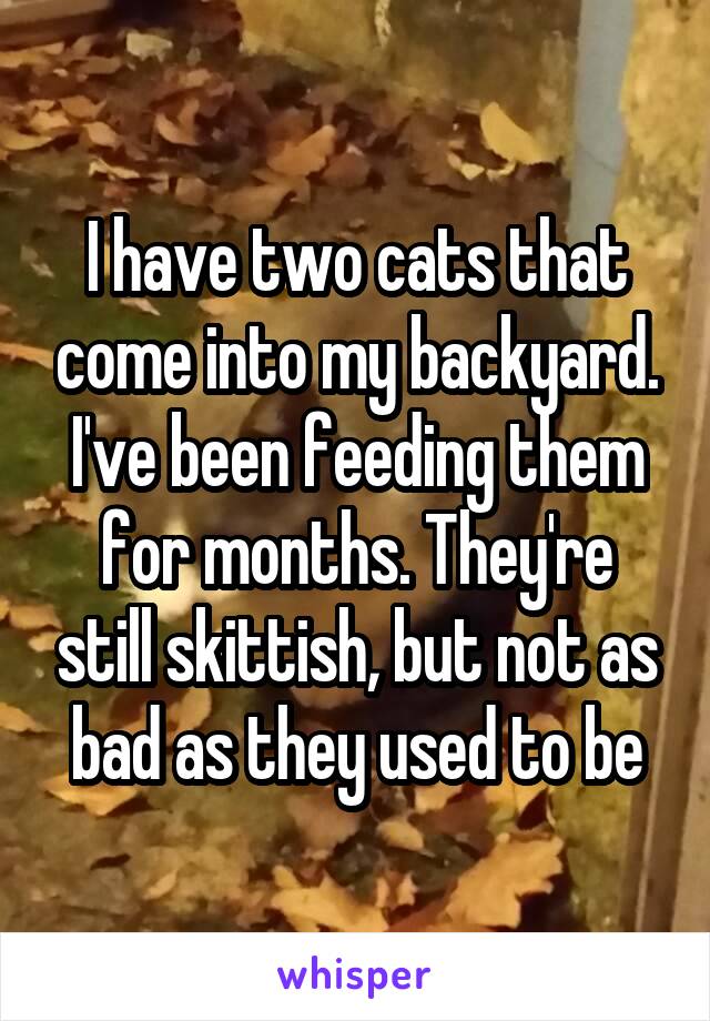 I have two cats that come into my backyard. I've been feeding them for months. They're still skittish, but not as bad as they used to be