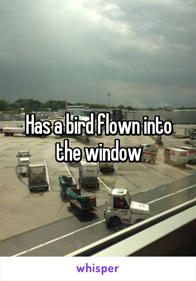 Has a bird flown into the window