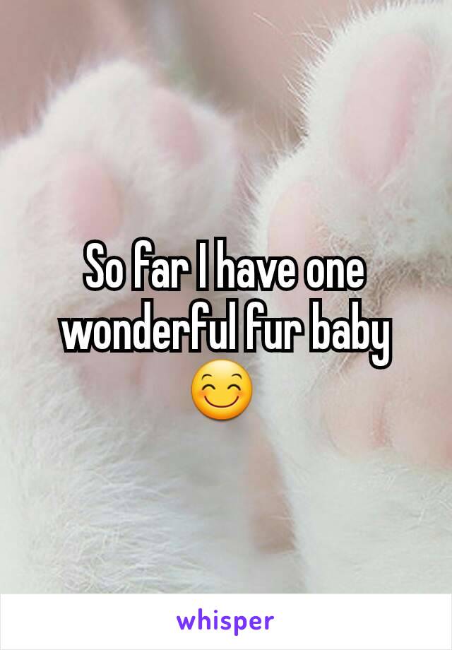 So far I have one wonderful fur baby 😊 