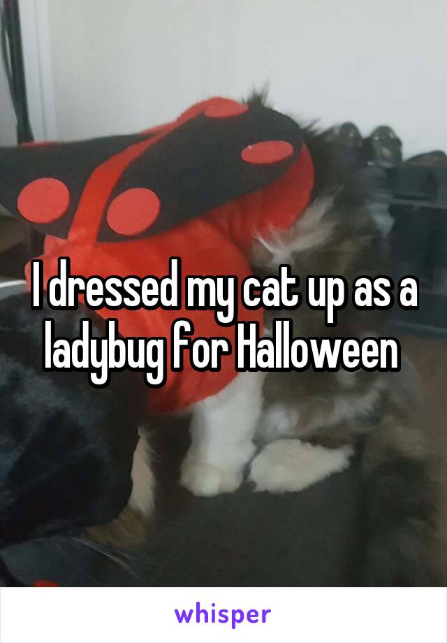 I dressed my cat up as a ladybug for Halloween 