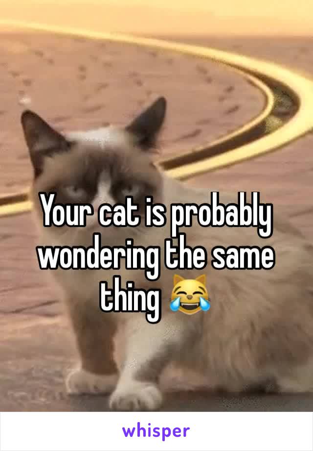 Your cat is probably wondering the same thing 😹