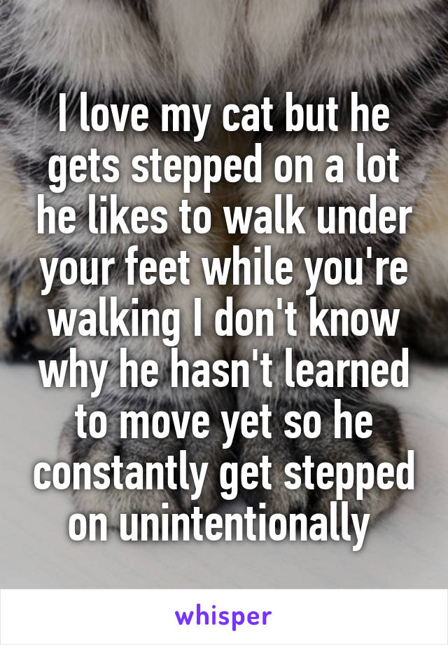 I love my cat but he gets stepped on a lot he likes to walk under your feet while you're walking I don't know why he hasn't learned to move yet so he constantly get stepped on unintentionally 