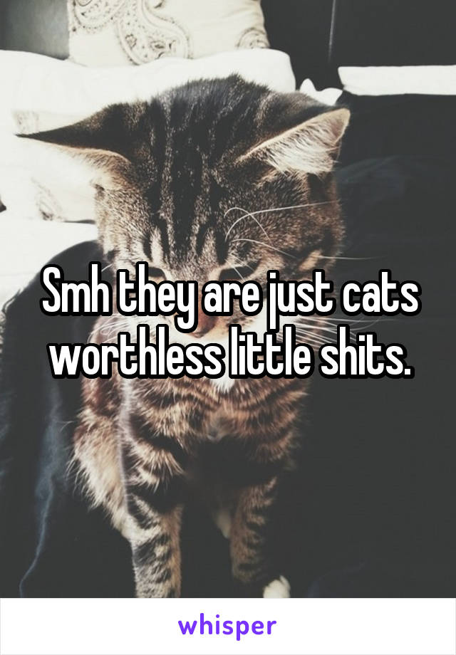 Smh they are just cats worthless little shits.