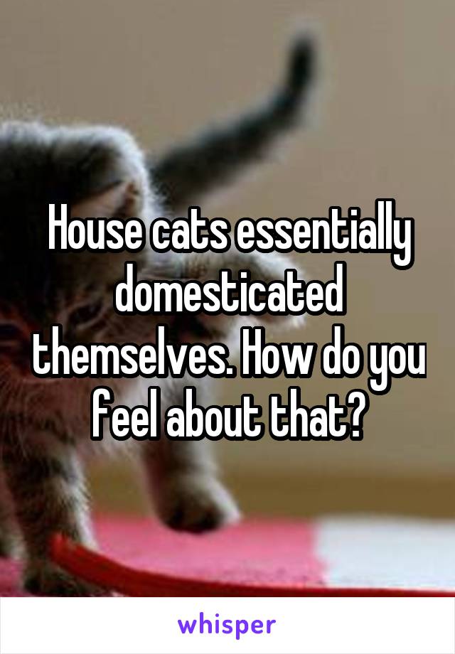 House cats essentially domesticated themselves. How do you feel about that?