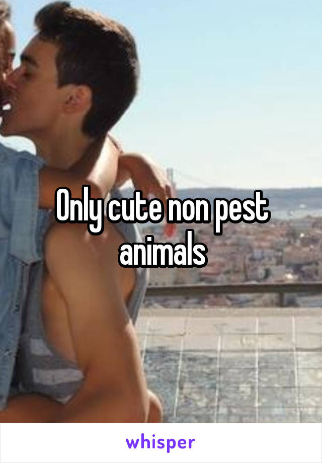 Only cute non pest animals