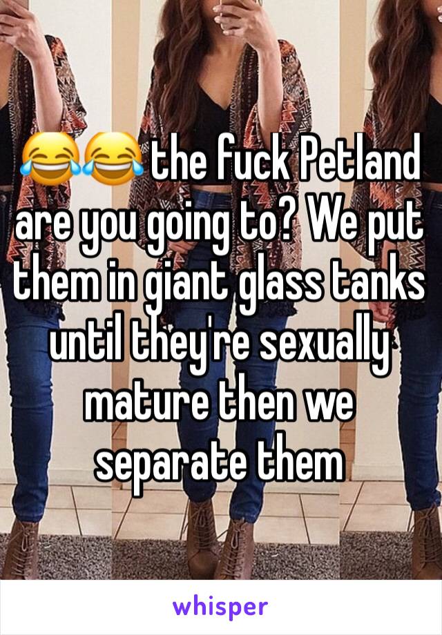 😂😂 the fuck Petland are you going to? We put them in giant glass tanks until they're sexually mature then we separate them 