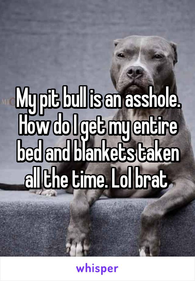 My pit bull is an asshole. How do I get my entire bed and blankets taken all the time. Lol brat 
