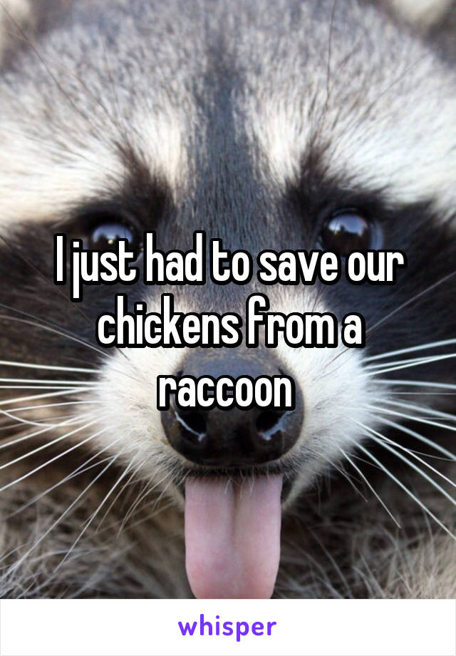 I just had to save our chickens from a raccoon 