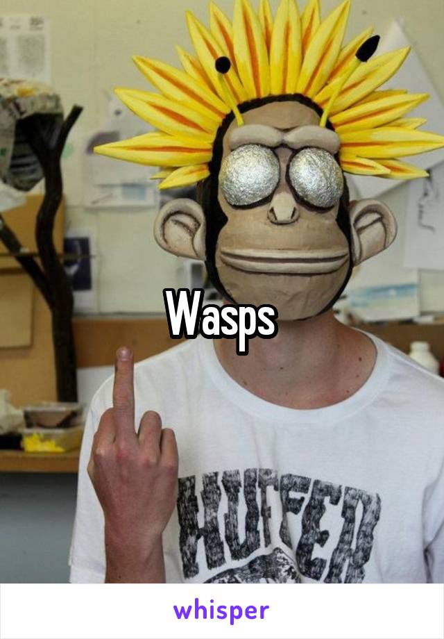Wasps 