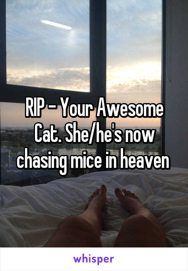 RIP - Your Awesome Cat. She/he's now chasing mice in heaven 