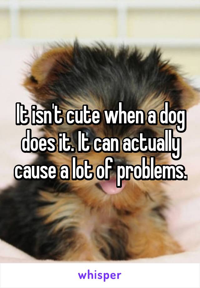 It isn't cute when a dog does it. It can actually cause a lot of problems.