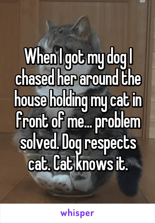 When I got my dog I chased her around the house holding my cat in front of me... problem solved. Dog respects cat. Cat knows it.