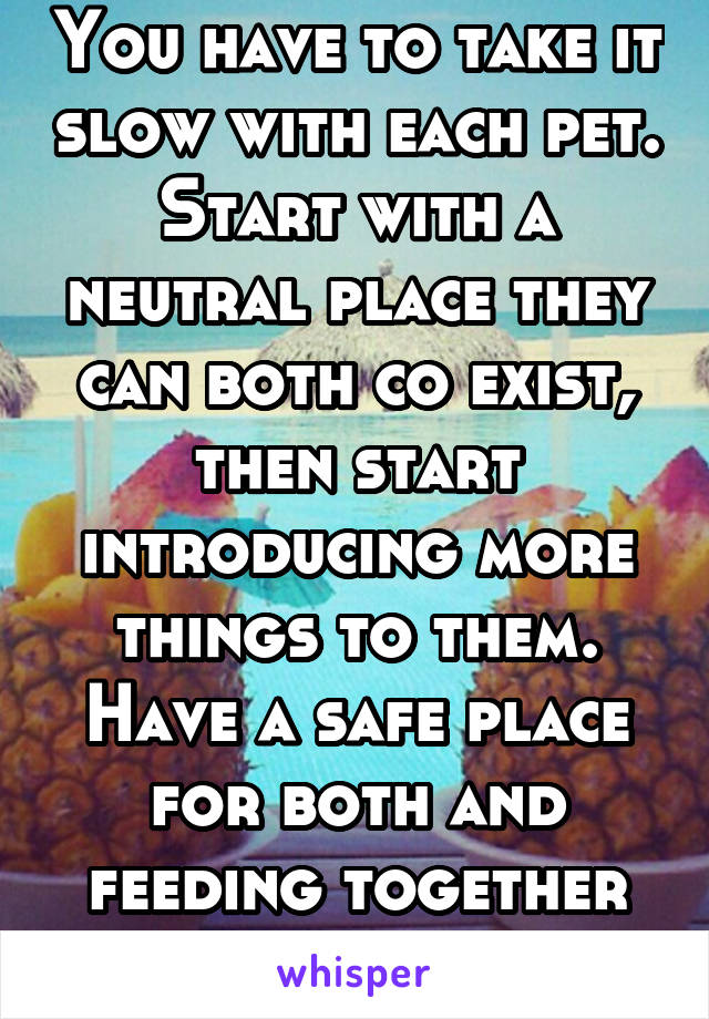 You have to take it slow with each pet. Start with a neutral place they can both co exist, then start introducing more things to them. Have a safe place for both and feeding together may help