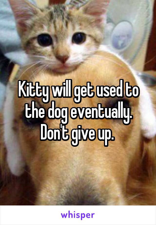 Kitty will get used to the dog eventually. Don't give up. 