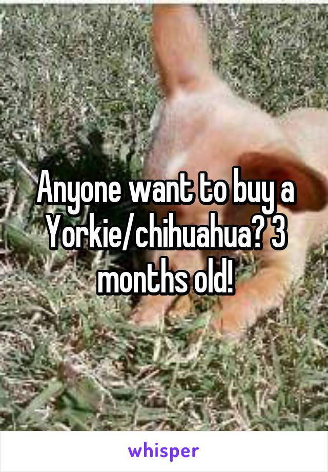 Anyone want to buy a Yorkie/chihuahua? 3 months old!