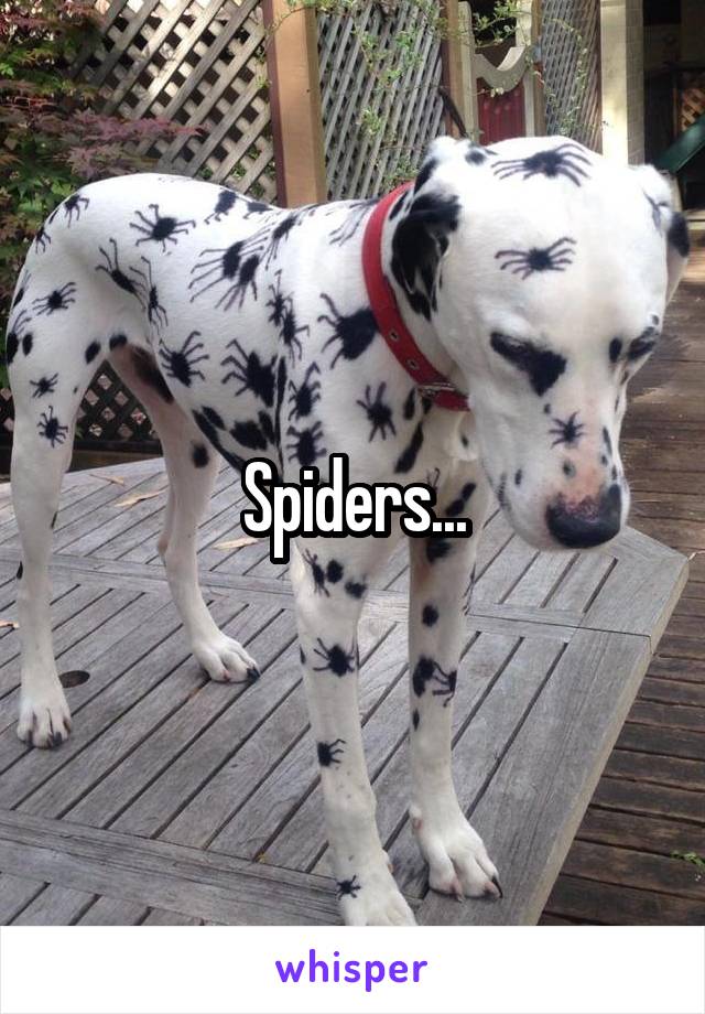 Spiders...