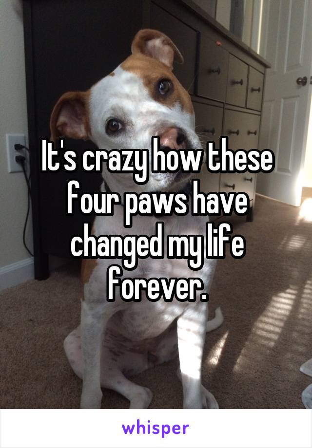 It's crazy how these four paws have changed my life forever.