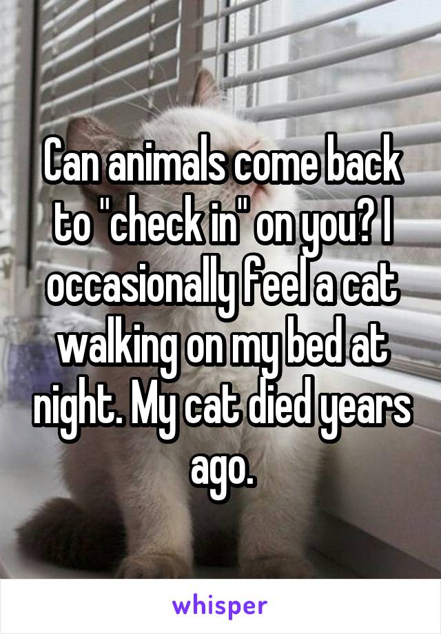 Can animals come back to "check in" on you? I occasionally feel a cat walking on my bed at night. My cat died years ago.