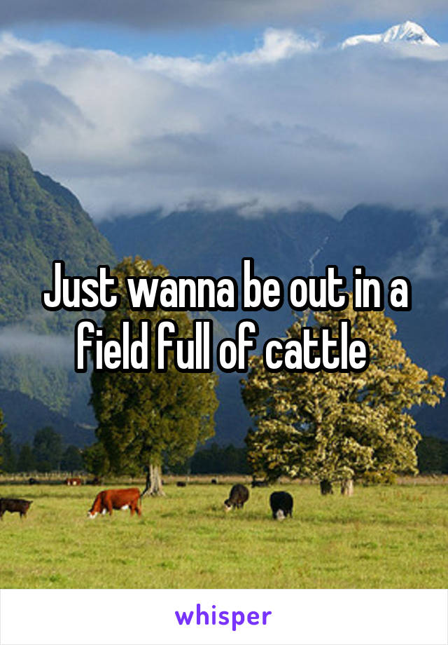 Just wanna be out in a field full of cattle 