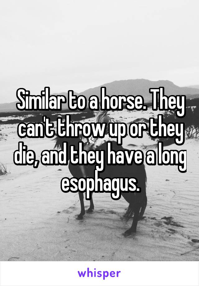 Similar to a horse. They can't throw up or they die, and they have a long esophagus.