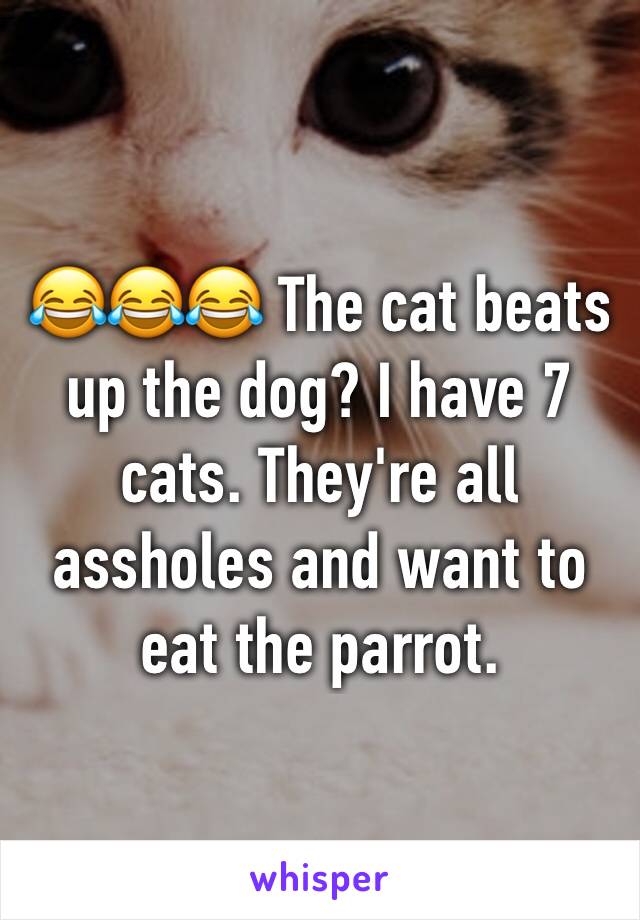 😂😂😂 The cat beats up the dog? I have 7 cats. They're all assholes and want to eat the parrot.