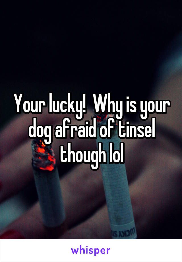 Your lucky!  Why is your dog afraid of tinsel though lol