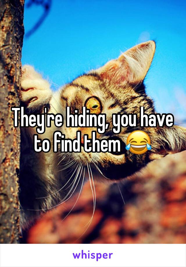 They're hiding, you have to find them 😂