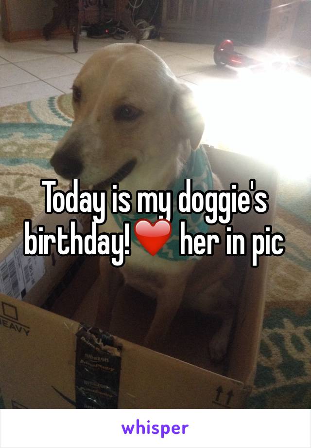 Today is my doggie's birthday!❤️ her in pic