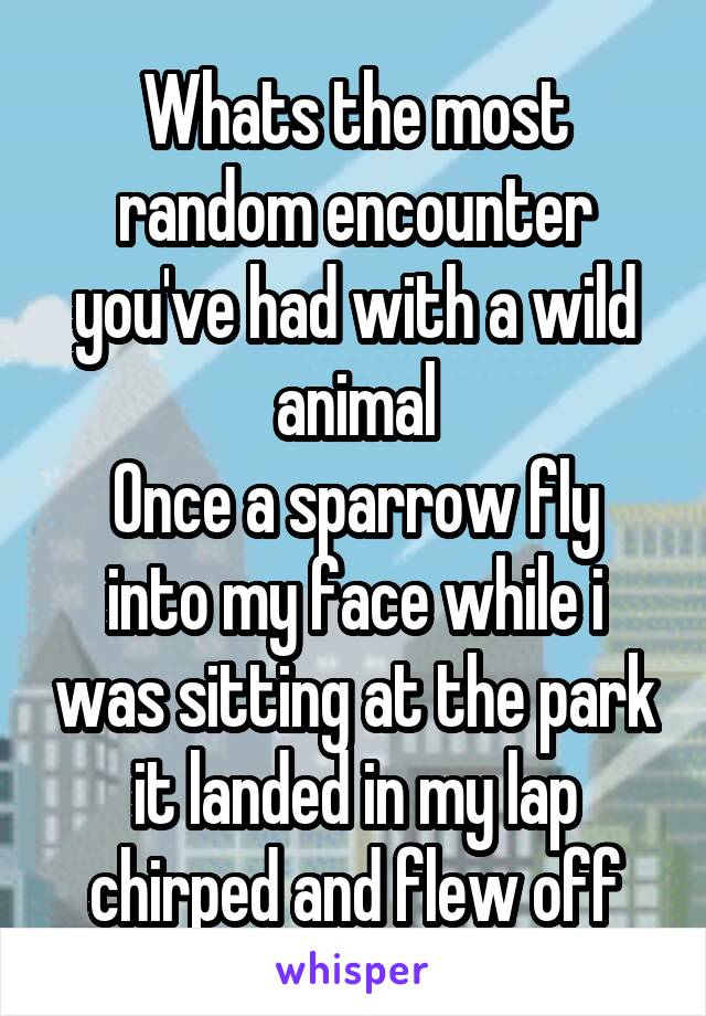 Whats the most random encounter you've had with a wild animal
Once a sparrow fly into my face while i was sitting at the park it landed in my lap chirped and flew off