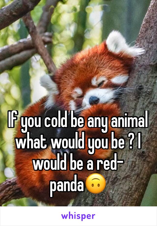 If you cold be any animal what would you be ? I would be a red-panda🙃