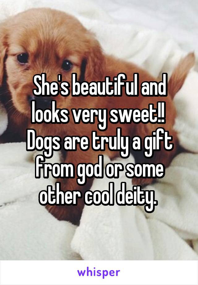She's beautiful and looks very sweet!! 
Dogs are truly a gift from god or some other cool deity. 