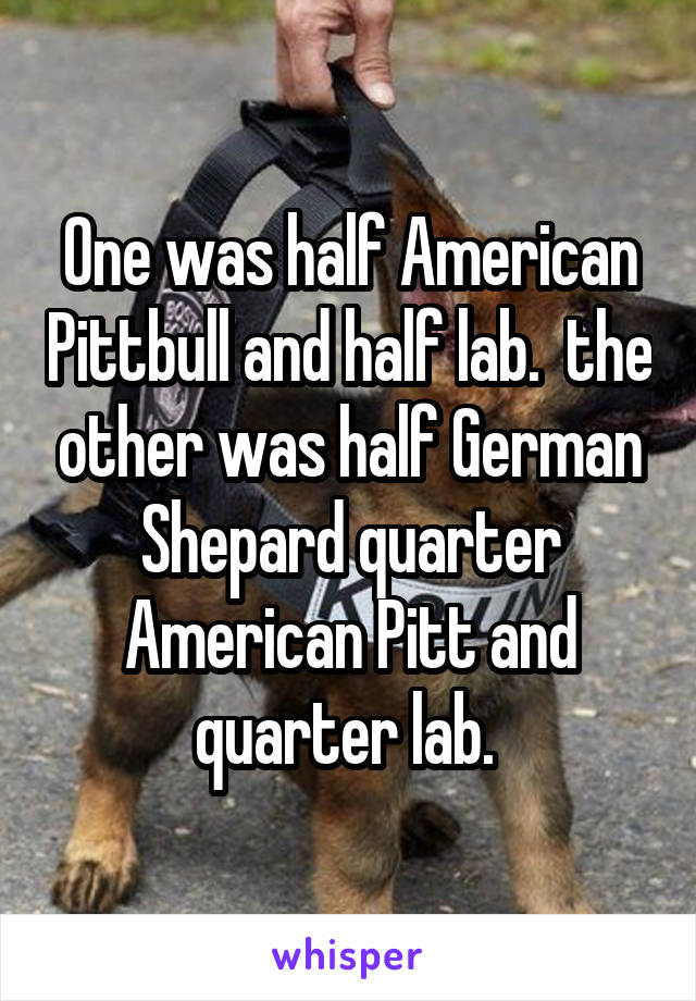 One was half American Pittbull and half lab.  the other was half German Shepard quarter American Pitt and quarter lab. 