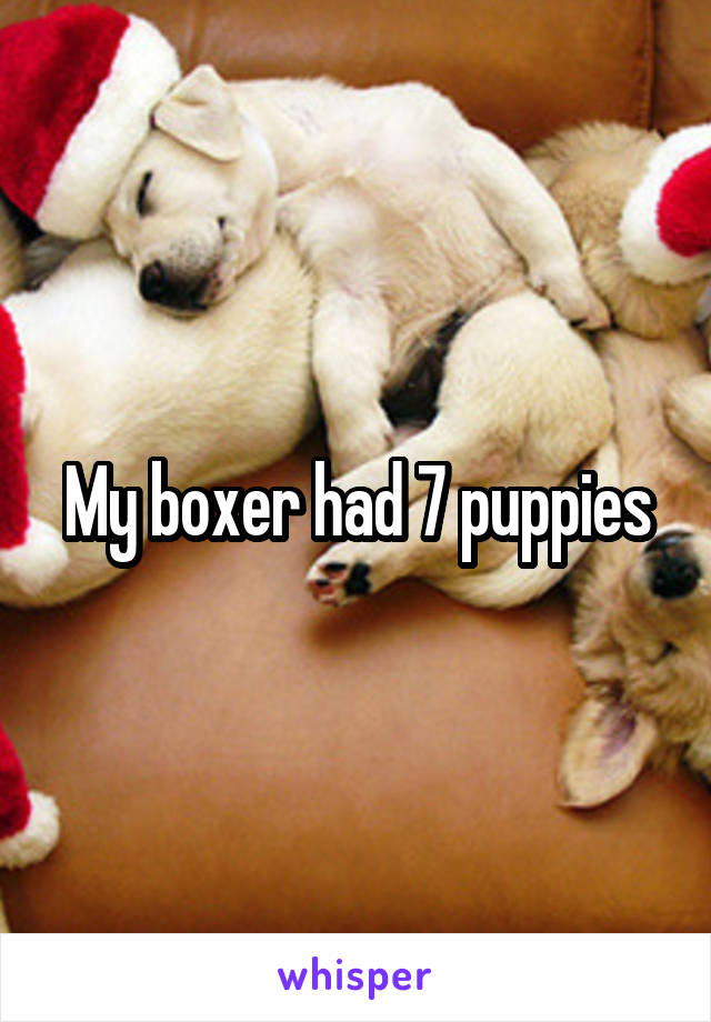 My boxer had 7 puppies